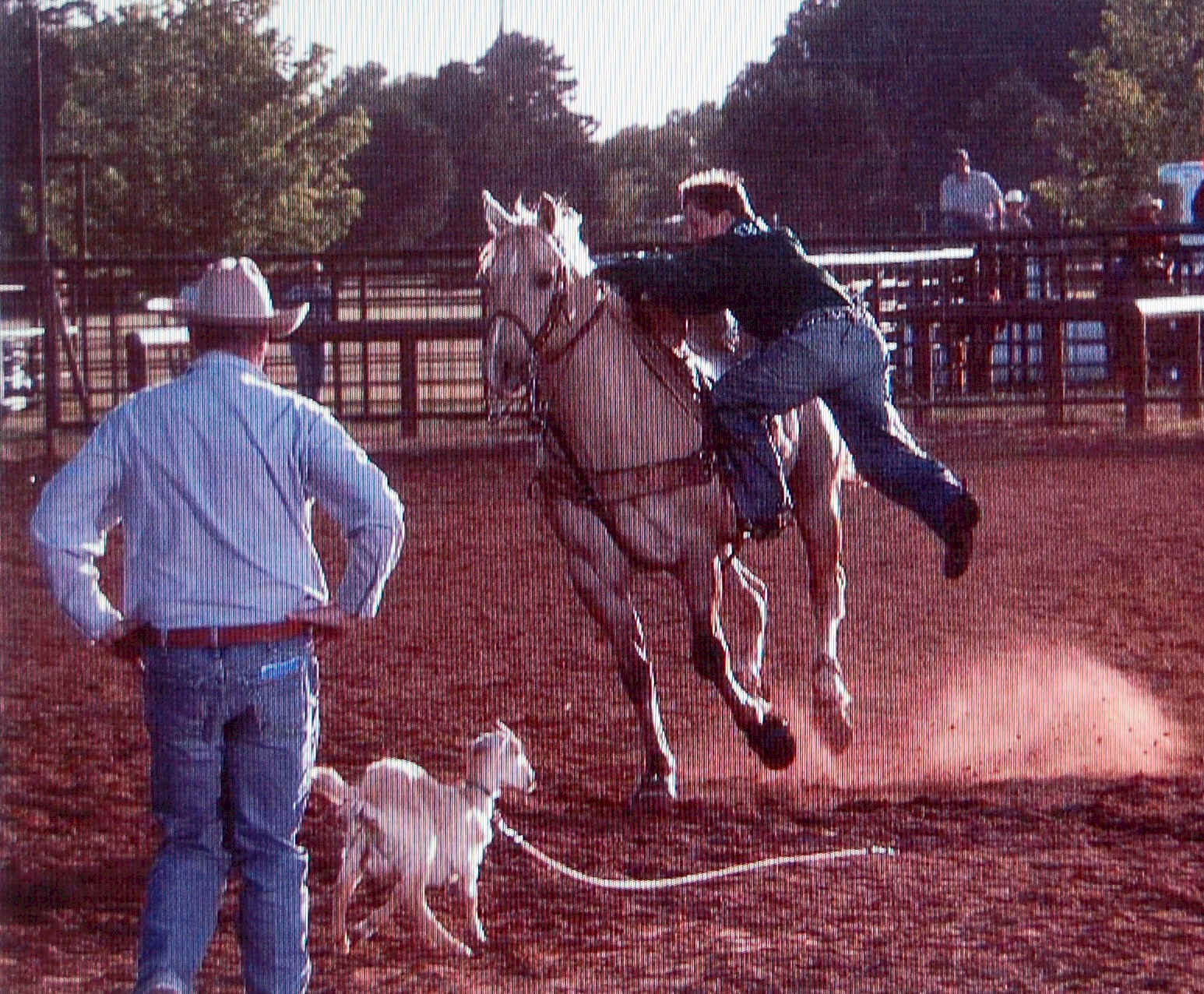 Calf Roping Horses For Sale